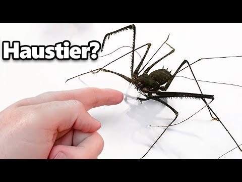 Ich Habe ein Haustier-Außerirdischen Bekommen (sozusagen)