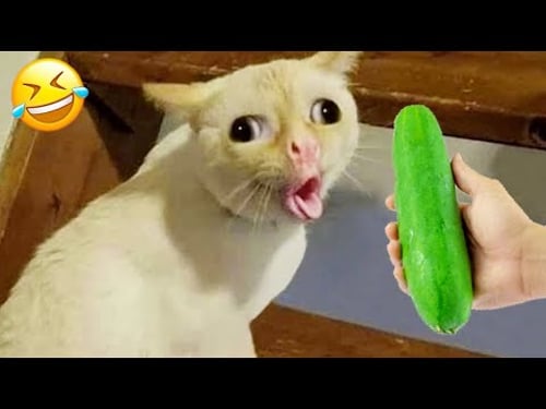 Nuevos clips de perros y gatos más divertidos de 2026 🐶😽Intenta no reírte 😅 Parte 22