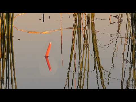 НА ЭТО ЛОВИТСЯ КРУПНЫЙ ЛИНЬ НА УДОЧКУ! ВОТ ЭТО УДАЧНАЯ РЫБАЛКА! Рыбалка на поплавок гусиное перо