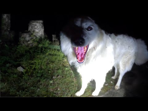 Coyotes on the Farm & Abby Dog is Injured