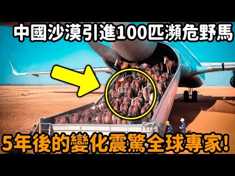 China introduces 108 endangered Przewalski's horses into the Kubuqi Desert! Experts predict a survi