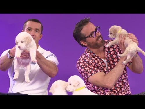 Ryan Reynolds and Robert McElhenney Play With Puppies While Answering Fan Questions