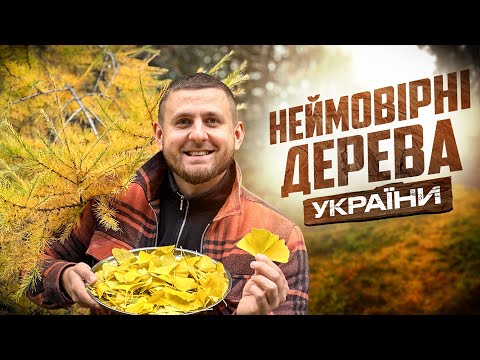 Дерева України, в які важко повірити