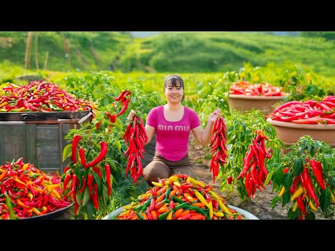 TIMELAPSE -- Harvesting 1000+ Giant Sweet Peppers, Pineapples, Jackfruits, Eggs... Go to Market Sell