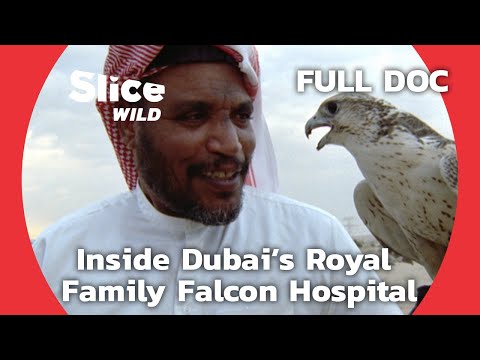 A Journey Through Dubai’s Prestigious Royal Falcon Hospital | SLICE WILD | FULL DOCUMENTARY