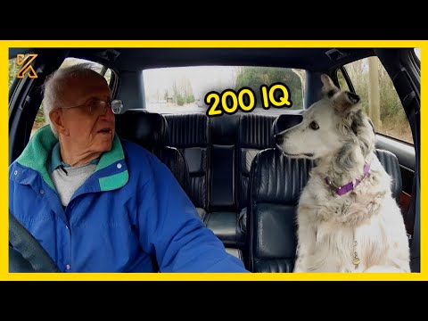 🐕💡When You Think You Want a SUPER Smart Dog? Watch This Dog 💥