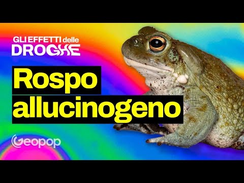 Leccare rospi allucinogeni: gli effetti della 5-MeO-DMT sul cervello - lo spieghiamo con @kodami