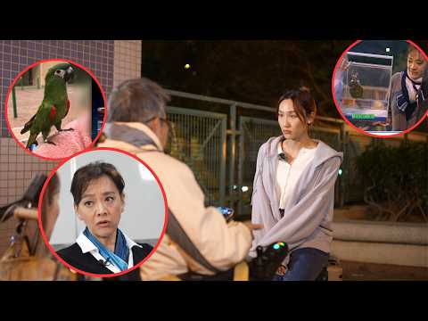 東張西望|婆婆走失鸚鵡郭秀雲幫找主人演變成奇案 郭座駕被毀收恐嚇字條 疑前義工作梗?|走失鸚鵡|郭秀雲|偷龍轉鳳|鸚鵡金仔|黎寬怡|曾錦燊