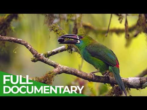 Wild Ecuador: Incredible Creatures from Amazon to Galápagos | Free Documentary Nature