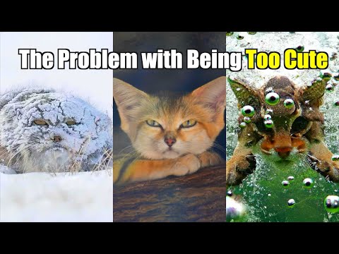 The Depressing Reality of Being a "Small Cat"