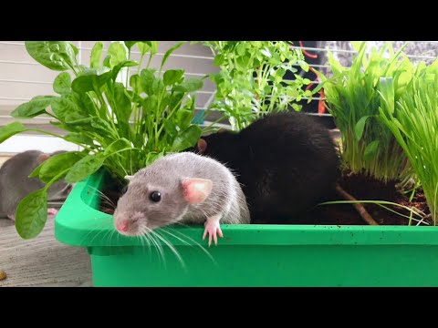 A garden for rats 🐀