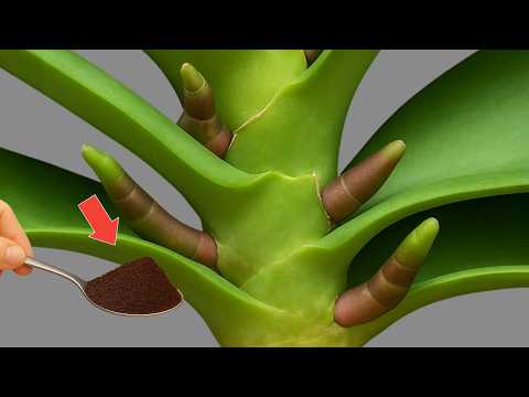 🌸Pour 1 Cup per week! Orchids create new roots and flowers immediately