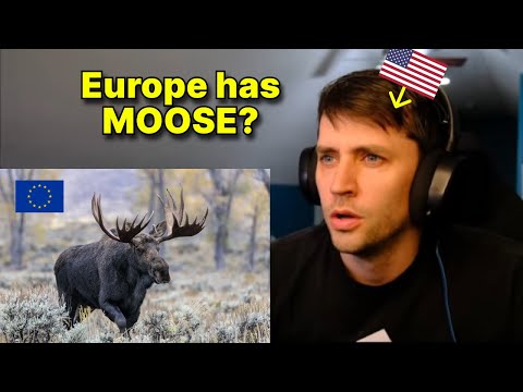 American reacts to European Animals vs American Animals