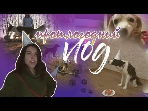 День Рождение моих собак | Тренировка с аджилити с бордер колли | Бэкстейдж со съемок