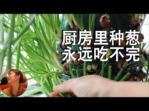 How to grow a ton of green onions |Secrets of green onions|Grow onions on the kitchen windowsill,