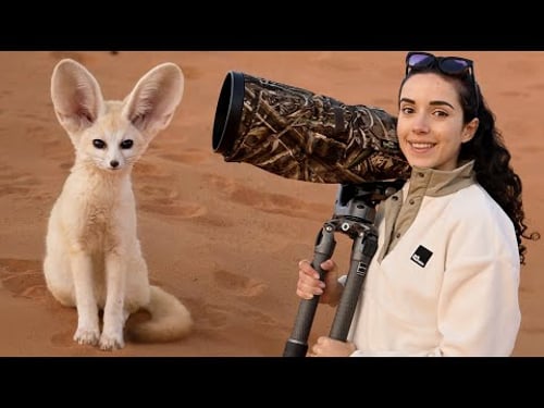 I Crossed the Sahara Desert to Find the World’s Smallest Wild Fox