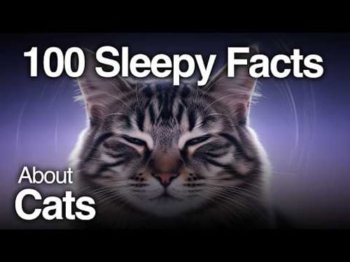 The Most Relaxing Facts About Cats to Fall Asleep To
