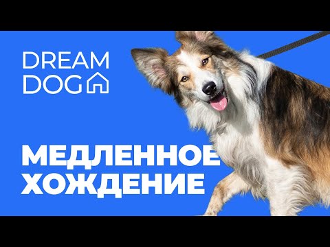 Stopping a Dog from Pulling on a Leash 🐶 How to Teach a Puppy to Walk Slowly