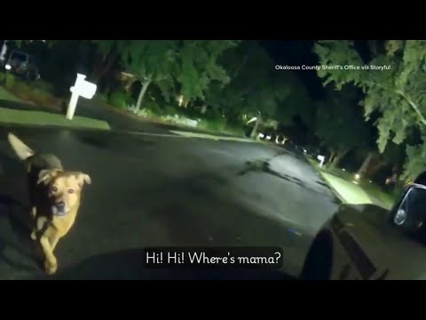Loyal dog leads deputy to injured grandma, video shows