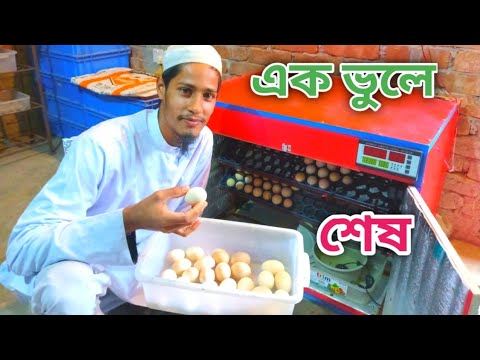 যে কারণে মেশিনের সব ডিম নষ্ট হয়ে যেতে পারে, বিষয়গুলো খেয়াল না করলেই লস নিশ্চিত খামারে।300 egg.