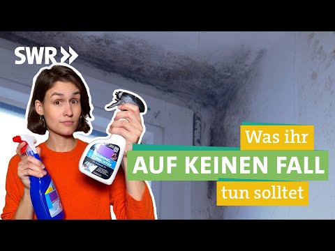 Schimmel entfernen: DAS hilft wirklich I Ă–kochecker SWR