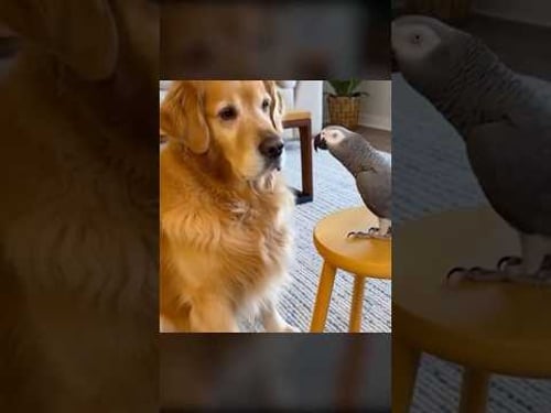 Funniest Talking Parrot Moments...African Grey vs Dog #shorts #parrot