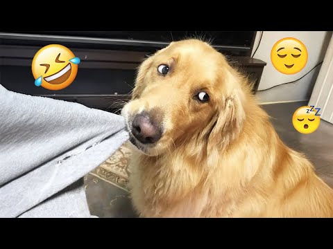 I dare you not to LAUGH at these FUNNY DOGS 😁🦮 - Best Funny Animals Videos 2025 #149