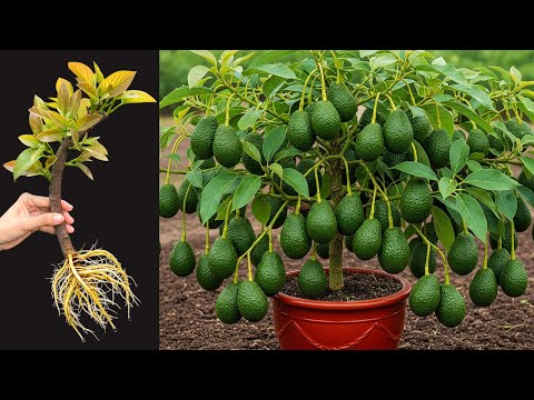 How to propagate avocado _ sweetsop _ lime tree from cutting with 100% success #avodado #garden