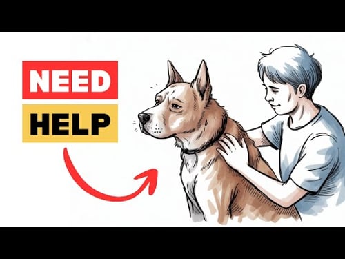 16 Critical Signs Your Dog Is Begging For Help | Don’t Ignore These Warning Signals