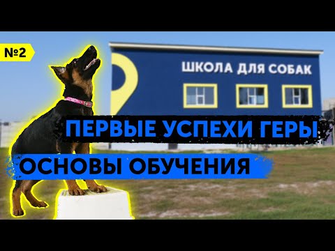 Как научить щенка немецкой овчарки слушаться | Гера делает успехи | От 0 до послушной собак | DRED