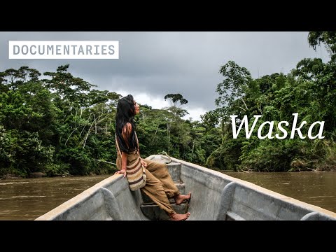 The cost of spiritual healing in the Amazon