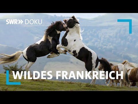Spektakuläre Filmaufnahmen - Frankreichs wilde Tierwelt | SWR Doku