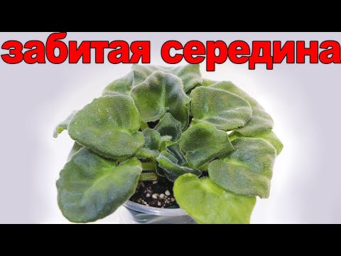 ПОЧЕМУ У ФИАЛКИ СГУЩАЕТСЯ СЕРЕДИНА И МЕЛЬЧАЮТ ЛИСТЬЯ? КАК ПОМОЧЬ? 8 РАСПРОСТРАНЕННЫХ ПРИЧИН