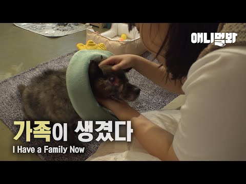 A Loner Dog Gets A Family And...