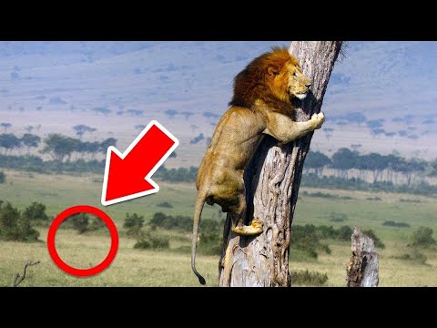 Животные, Которых Боятся Хищники