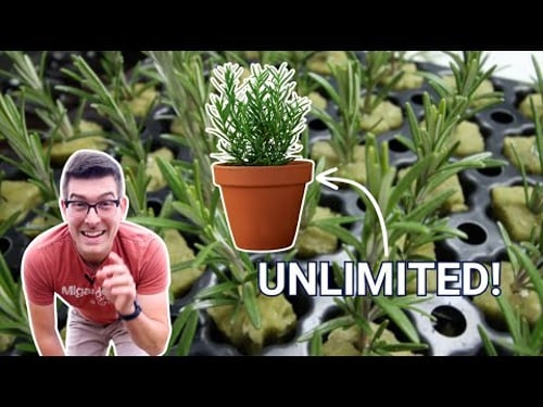 This Infinite Free Plant Hack is SO SIMPLE (Greenhouses Will Hate Me)