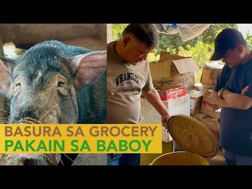 Basura sa Grocery - Expired Goods Pakain sa Baboy, Kikita ng Malaki sa Hog Farming