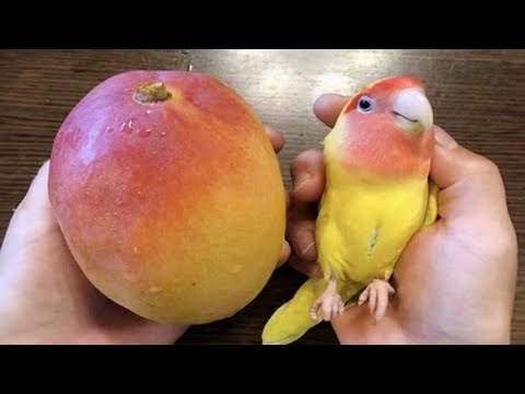 The FUNNIEST Parrots Around the World 🦜 🤣 Best Compilation