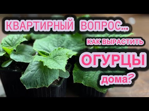 ПОЧЕМУ ЛЕГКО И ПРОСТО НЕ РАСТУТ ОГУРЦЫ ЗИМОЙ В КВАРТИРЕ?
