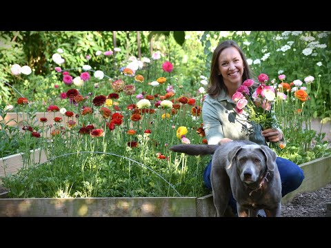 Cut Flower Garden Deep Dive! How Climate, Pests, Diseases, & Heat Influences the Best Cut Flowers 💐💖