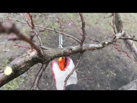 Обрезка сливы и алычи на мега урожай