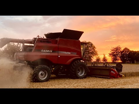 2021 wheat harvest starts just as the weather turns colder & it starts raining
