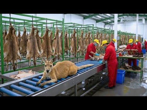 Inside the Factory Where Kangaroo Leather Shoes Are Made (The SECRET FULL process)