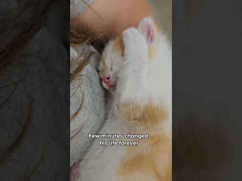 In a world of shadows, be a ray of hope. This tiny kitten was laying weak on the side of a highway.