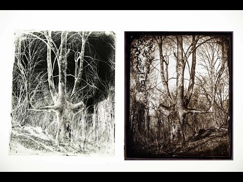 Hand Retouching of Glass Negatives. PHOTOSHOP, AI, WATCH AND LEARN!