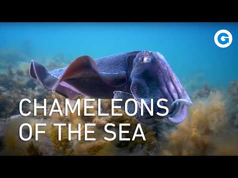 Deep in the World of Cephalopods: Deadly Octopuses, Squid and Cuttlefish | Wildlife Documentary