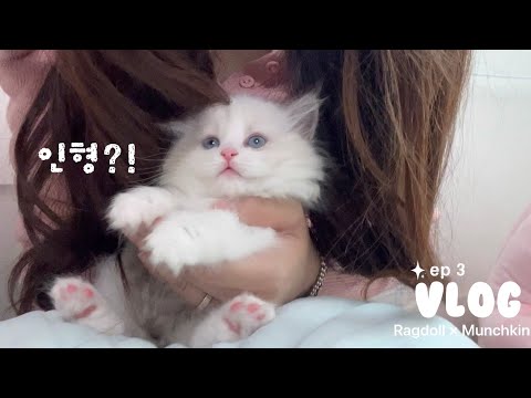 【Vlog】Cutest Doll-Like Kitten🧸₊˚ 2-Month-Old Ragdoll Munchkin’s Healing Vlog 🐾