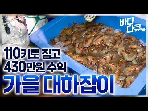 인건비도 안나오는데 잡어만 올라오는 최악의 상황, 그래도 끝까지 투망해서 잡은 영광 대하 110키로 / #바다다큐
