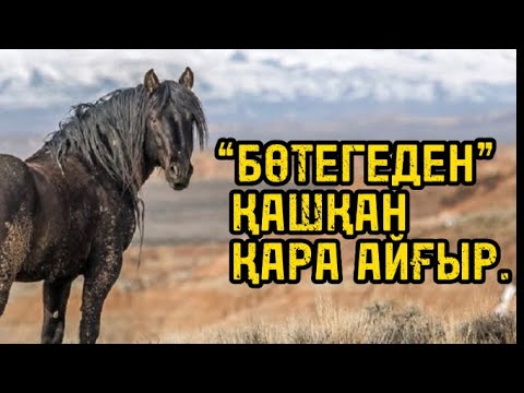 “БӨТЕГЕДЕН” ҚАШҚАН ҚАРА АЙҒЫР.