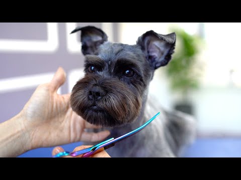 SCHNAUZER GROOMING ❤️❤️Sooo adorable!